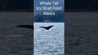 Whale Tail Icy Strait Point #royalcaribbean #cruisetour #travel #cruiselife #okaytravel #excursions