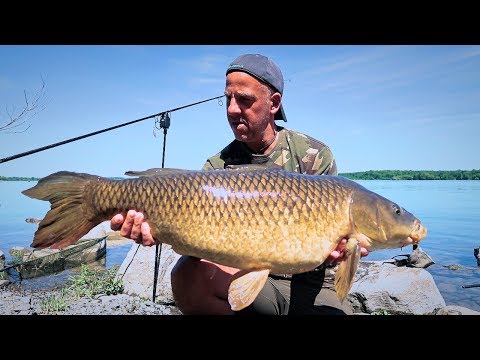 CANADIAN CARP FISHING ONTARIO | FISHING THE ST LAWRENCE RIVER