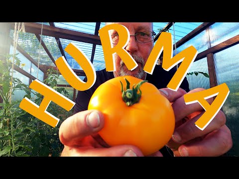 Unsere Tomatensorten / Folge 2 / die Hurma