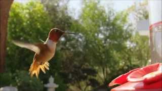 Hummingbird at 225 FPS (featuring Wilco)