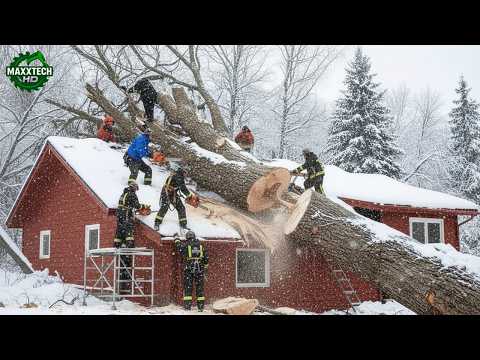 Idiots With Chainsaws: Tree Cutting Fails & Tree Falling on Houses Compilation #33