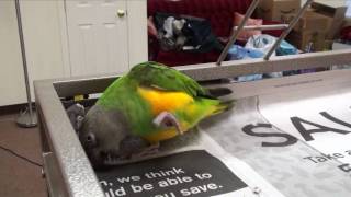 Kili Senegal Parrot - Play and Talk, Says Hello