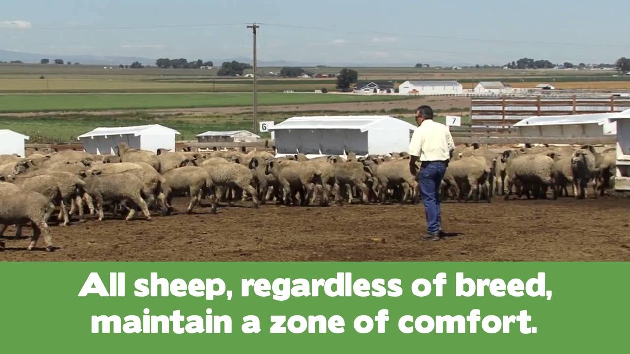 Part 2 -- Handling Sheep in Market Facilities