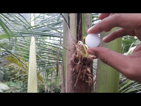 How to get rid of Coconut Beetles|Repel and control Rhinoceros Beetles using Naphthalene Balls