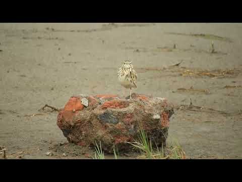 Cachirla Goteada (Anthus correndera) VOCALIZANDO - Laguna de Melincué - Santa Fe.