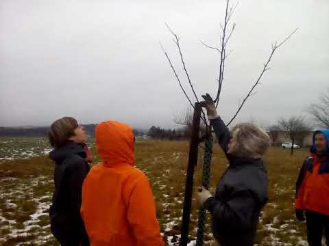 Obstbaumschnitt auf unserer Streuobstwiese