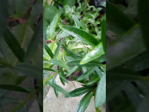 Paprat#music #šorts #priroda