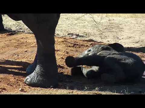 Djuma: Elephant herd with little ones and Hippo sneaking in after they leave  - 14:41- 10/12/19