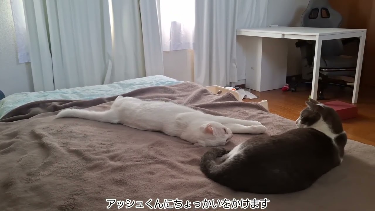 クセの強いさとるくんとかわいいアッシュくん