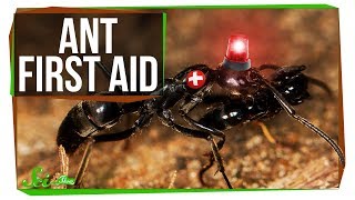 These Ant Paramedics Save Their Injured Comrades
