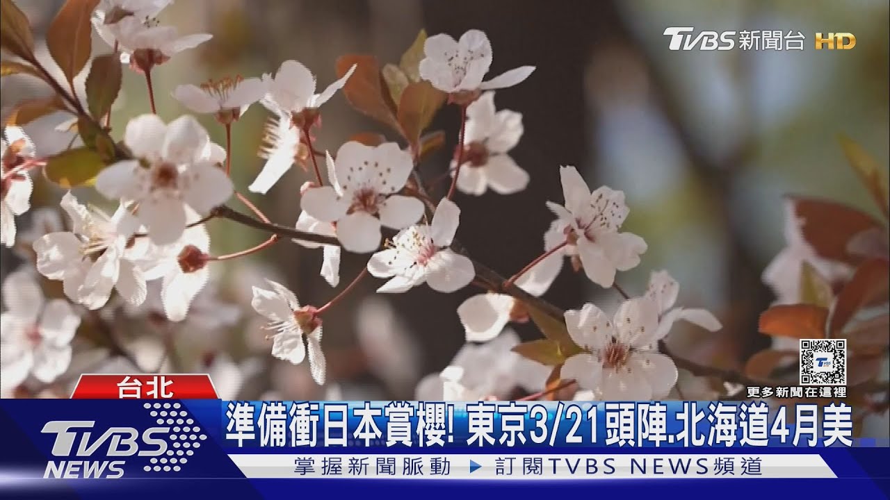 準備衝日本賞櫻！　東京3/21頭陣、北海道4月美