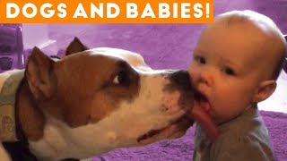Most Adorable Dog and Baby Compilation Ever | Funny Pet Videos