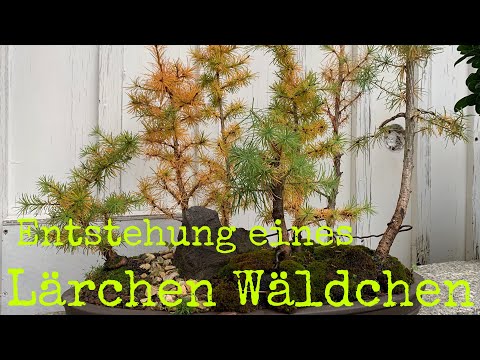 Entstehungsgeschichte eines Lärchenwäldchen