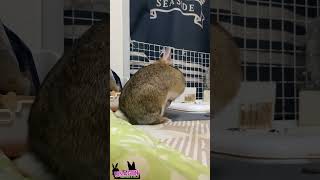 食糞注意🐇❓
