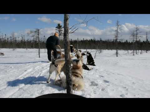 download lagu mp3 mp4 Chien De Traineau St Nicolas, download lagu Chien De Traineau St Nicolas gratis, unduh video klip Chien De Traineau St Nicolas