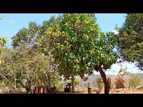 Mostrando a minha prensa de queijo antiga no sítio Jucás ceara 