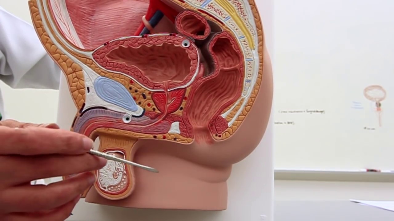 Position of the Bladder - YouTube