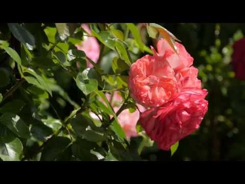 Beautiful Nature: Blooming Flowers, Trees, Leaves and Birds Tweeting in 4K (UHD)