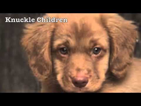 Knuckle Children - Territories