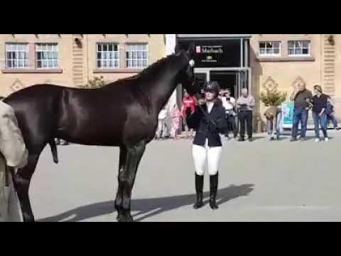 Räuberfürst bei der Hengstleistungsprüfung