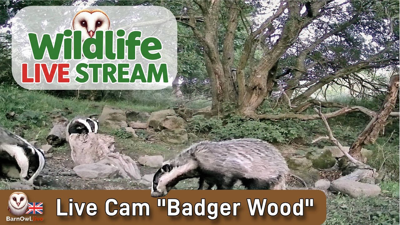 Live webcam view of Cámara de Fauna en Badger Wood