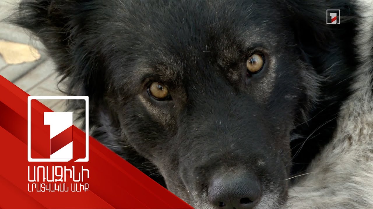 76-ամյա կին է մահացել շան կծելու հետևանքով. Փարաքարում մոտ 4000 թափառող կենդանի կա