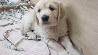 英国ゴールデンレトリバー　生後35日　English Golden Retriever Puppies 5weeks Old
