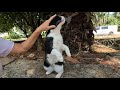 Stray Cat Was Very Happy To See Us And Came Running At A Gallop