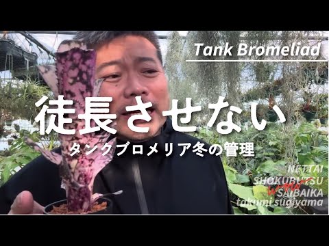 ウーケリア・バンクロフトについて詳しく解説