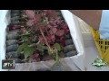 JFTV Presents How Breeders Sell And Ship New Rose Plants