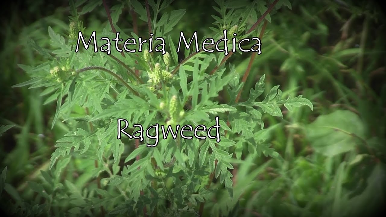Materia Medica Ragweed 16 - YouTube