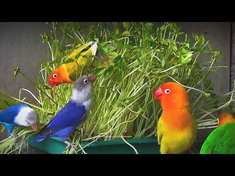 Lovebirds and Cowpea Grass 2: Fischer's and Personata