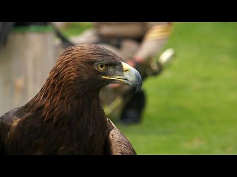 México cuida del águila real en un centro de protección