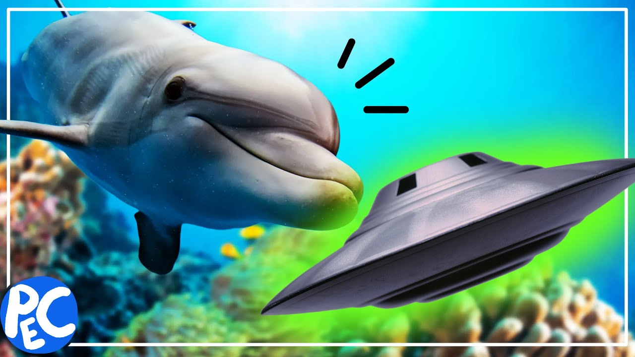 GOLFINHOS vão encontrar ALIENS