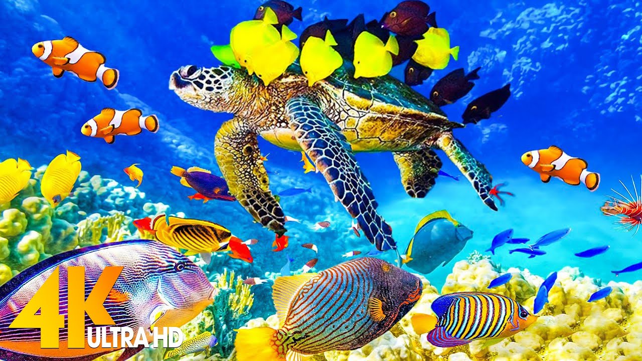 11 HOURS Stunning of 4K Underwater Wonders + Relaxing Music | Coral Reefs & Colorful Sea Life