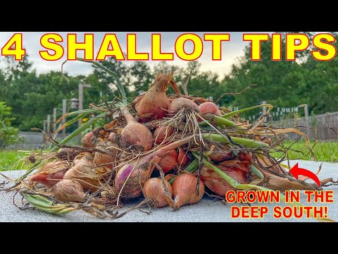 , title : 'How To Grow SHALLOTS In ANY Climate: Complete Curing And Storing Guide'