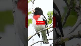 Download lagu Rose breasted Grosbeak #birdsong #birds #birdsounds #nature #wildlife #naturesvoice #aves #animals mp3