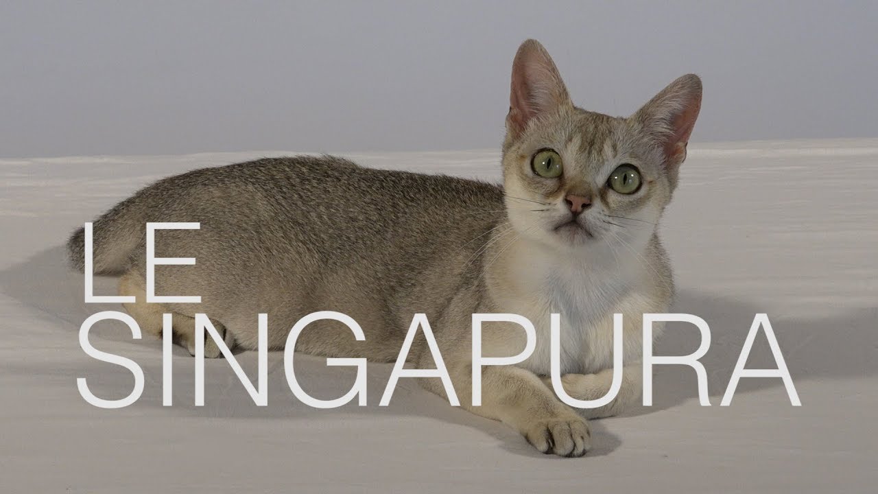Tutocat - Le Singapura