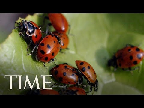 download lagu mp3 mp4 Cloud Of Ladybugs, download lagu Cloud Of Ladybugs gratis, unduh video klip Cloud Of Ladybugs