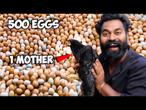 Hatching 500 Eggs For 1 Hen Mother | 500 മുട്ടക്ക് ഒരു തള്ളക്കോഴിനെ വെച്ചാലോ | M4 Tech |