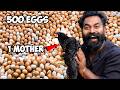 Hatching 500 Eggs For 1 Hen Mother 500 മുട്ടക്ക് ഒരു തള്ളക്ക�