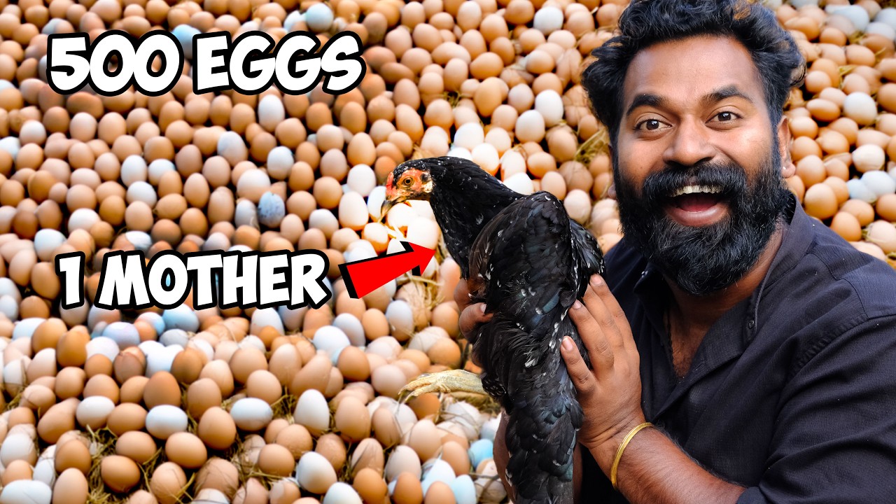 Hatching 500 Eggs For 1 Hen Mother | 500 മുട്ടക്ക് ഒരു തള്ളക്കോഴിനെ വെച്ചാലോ