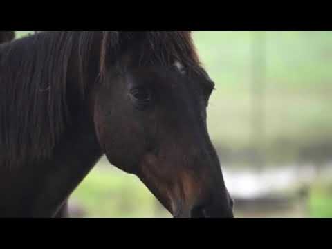 Selemon Tekalign Che ferese ሰለሞን ተካልኝ ቼ ፈረሴ Ethiopian music