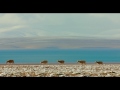 Born in China - Trailer 2