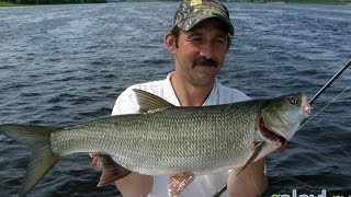 Рыбалка на рыбинском водохранилище весной форум