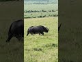 Masai Mara | One with the 2 horns! #wildlife #wildlifephotography #nature #rhino #kenya #masaimara