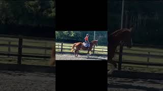 Potential TopClass  Eventer / Showjumper
