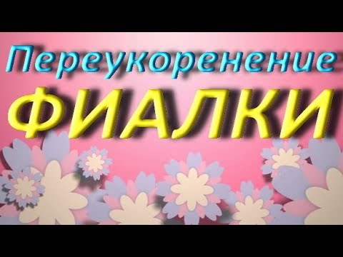 ПЕРУКОРЕНЕНИЕ фиалки.СЕНПОЛИИ.