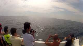 preview picture of video 'Whale Spotting at Surin Island in Thailand'