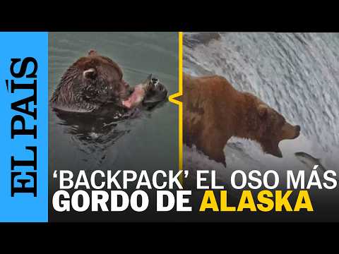 ‘BACKPACK’, un oso que pesa entre 450 y 500 kilos, consigue el título del OSO más GORDO de Alaska